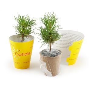 Petit arbre en pot biodégradable - Pin