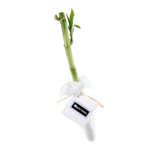 Bambou en pot tube - Lucky bamboo