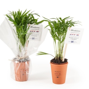 Plante dépolluante en pot terre - Chamaedorea