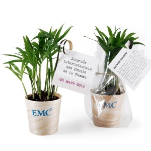 Plante dépolluante en pot bois - Chamaedorea