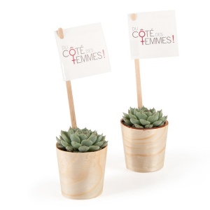 Plante grasse en pot bois - Echeveria