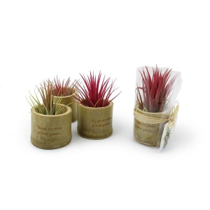 Tillandsia pot bambou 2