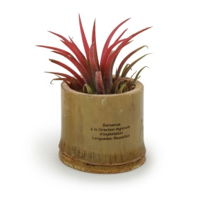 Tillandsia pot bambou 3