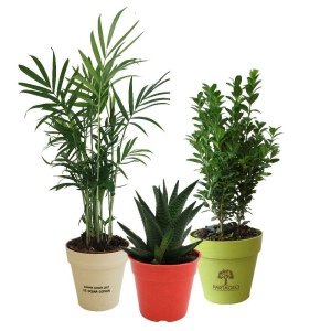Plante pot bambou Ø10 cm 2
