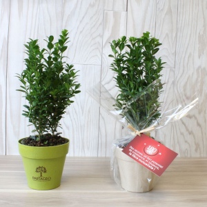 Plante pot bambou Ø10 cm