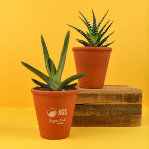 Plante pot terre cuite Ø10 cm 2