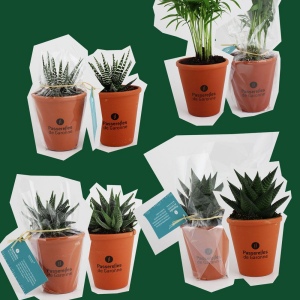 Plante pot terre cuite Ø10 cm 3