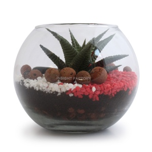 Terrarium en KIT - Petit modèle
