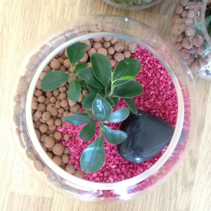 Terrarium DIY Grand modèle 2
