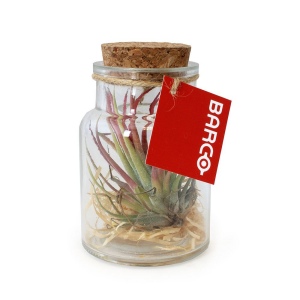 Flacon tillandsia - petit 2