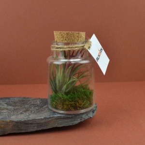 Flacon tillandsia - petit