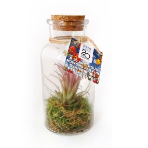 Flacon tillandsia - grand modèle 2