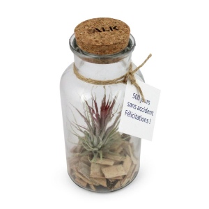 Flacon tillandsia - grand modèle 3
