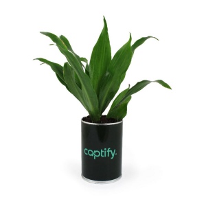 Canette plante all over 3