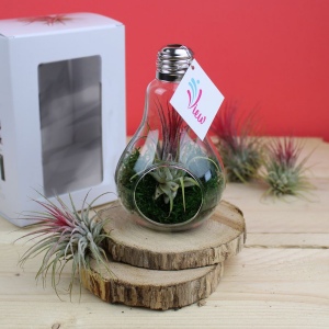 Ampoule tillandsia