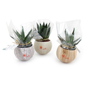 Plante pot céramique aimanté effet bois 3