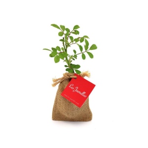 Mini plant d'arbre en pochon 2