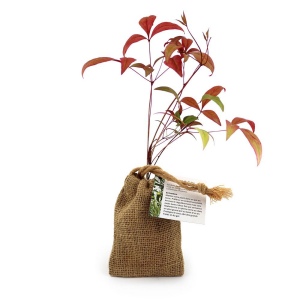 Mini plant d'arbre en pochon 3