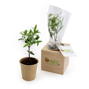 Cube bois plante 2