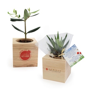 Cube bois plante 3