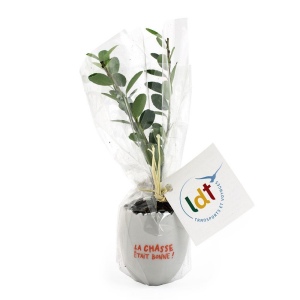 Oeuf Mini Plant Arbre 2