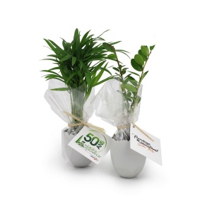 Oeuf Mini Plant Arbre 3