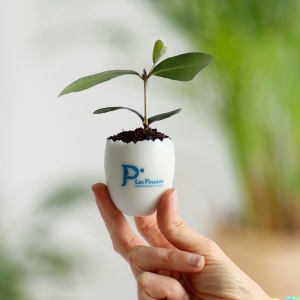 Oeuf Mini Plant Arbre