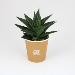 Pot carton plante 2