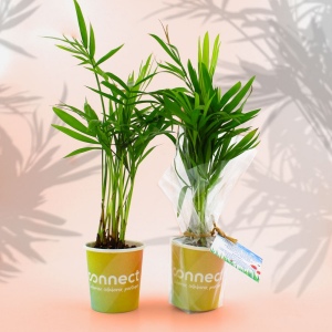Pot carton plante 3