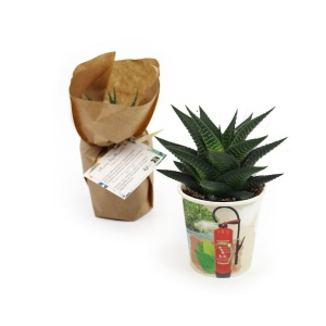 Pot carton plante 4
