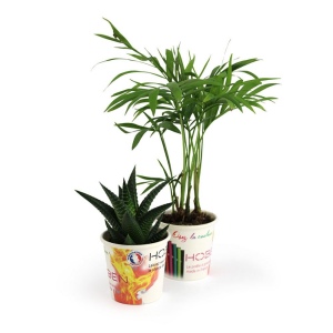 Pot carton plante 5