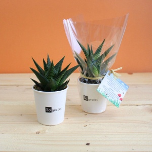 Pot carton plante