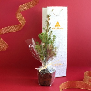Plant d'arbre dans un sac papier graines - Résineux