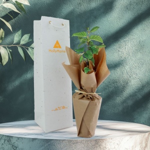 Plant d'arbre dans un sac papier graines  - Feuillus