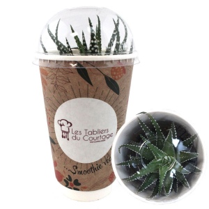 Smoothie Plante 2