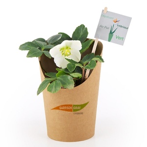 Rose de Noel en pot carton - Hellebore