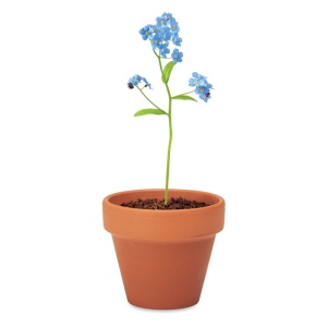 Pot graines de myosotis - FORGET ME NOT 5