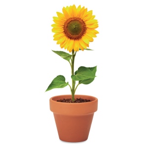 Pot graines de tournesol - SUNFLOWER 5