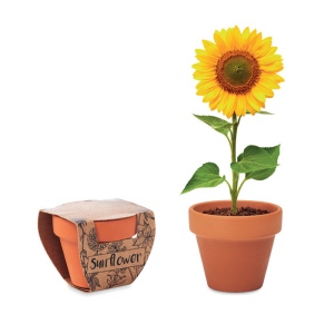 Pot graines de tournesol - SUNFLOWER
