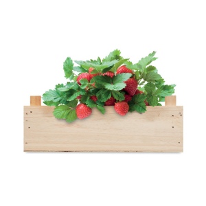 Graines de fraises dans une cai - STRAWBERRY 5
