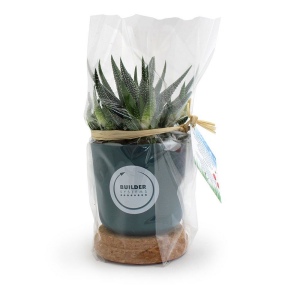 Plante pot bambou liège 2