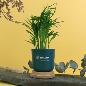 Plante pot bambou liège
