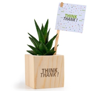 Plante dpolluante et son cache-pot en bois