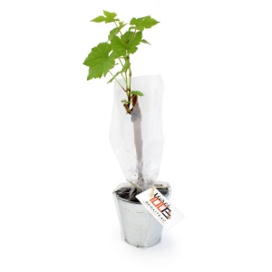Plant d'arbre vigne 2