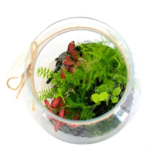 Terrarium - Modèle confort - L 2