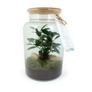 Terrarium - Grand modèle 2