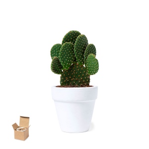 Pot de Fleurs - Konte