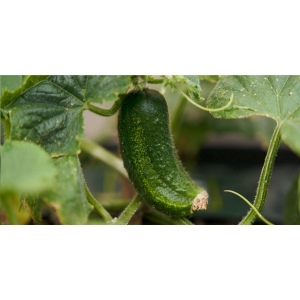 Crayon Sproutworld avec un message inspirant pour la nature 33