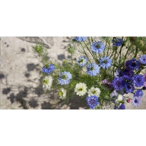 Crayon Sproutworld avec un message inspirant pour la nature 35