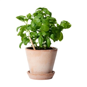Crayon Sproutworld avec un message inspirant pour la nature 11